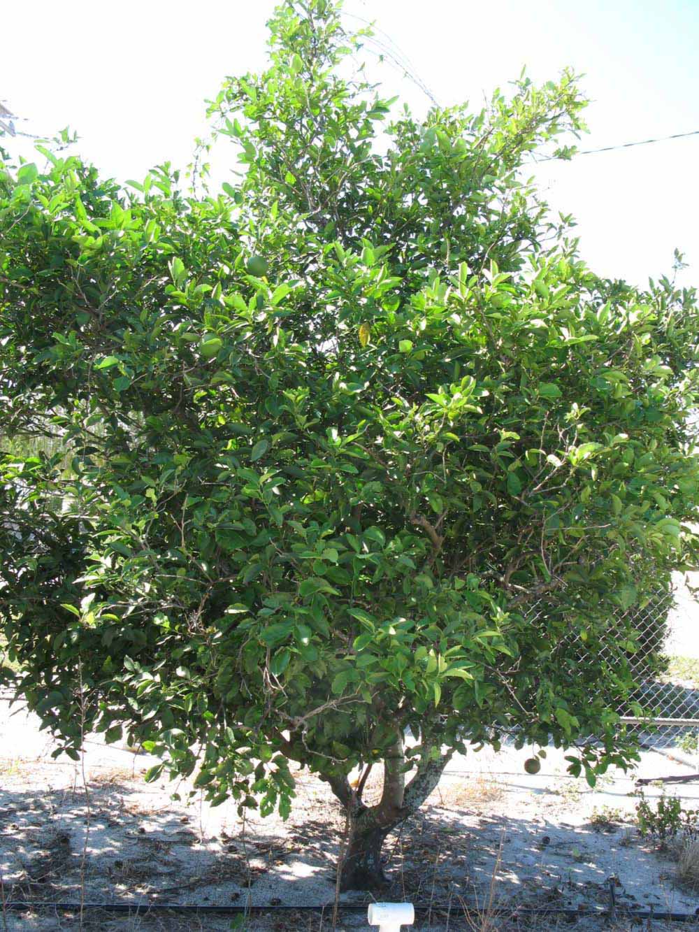            Habit (Winter Haven, FL)   